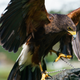 Image for article titled Shooting With Sony's Killer A9 Almost Feels Like Cheating